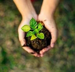 mão segurando terra com uma planta
